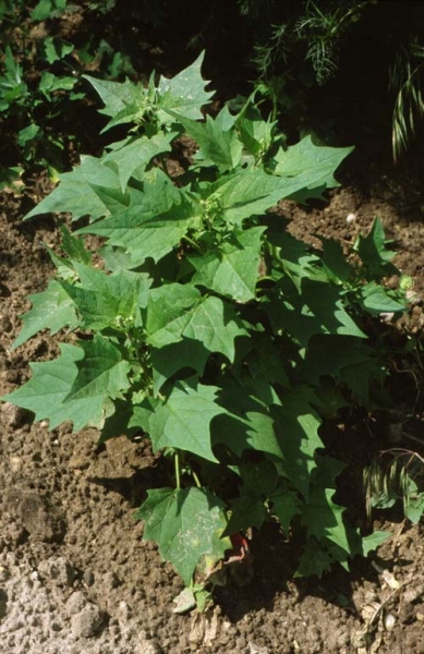 Pflanzenbild gross Bastard-Gänsefuss - Chenopodium hybridum