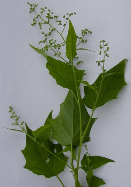 Pflanzenbild gross Bastard-Gänsefuss - Chenopodium hybridum
