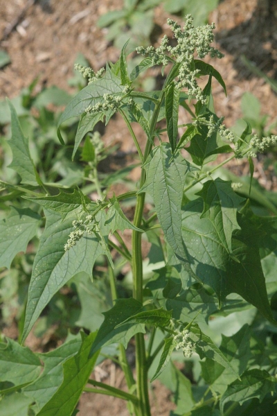 Pflanzenbild gross Bastard-Gänsefuss - Chenopodium hybridum