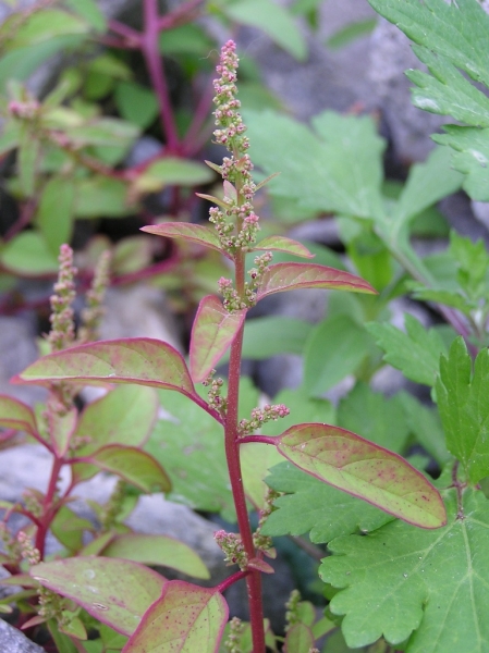 Pflanzenbild gross Vielsamiger Gänsefuss - Chenopodium polyspermum