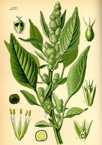 Pflanzenbild gross Zurückgekrümmter Amarant - Amaranthus retroflexus