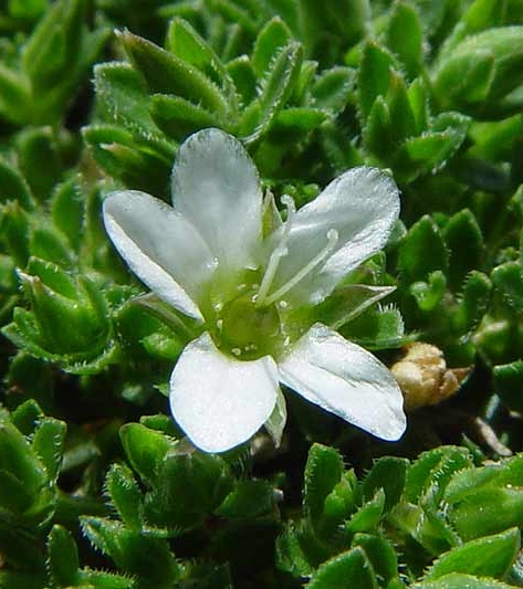 Pflanzenbild gross Wimper-Sandkraut - Arenaria ciliata