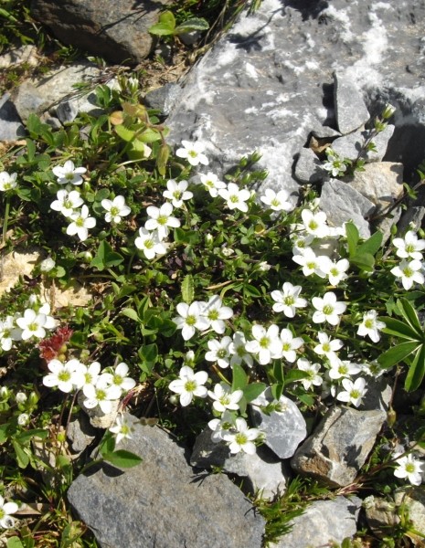 Pflanzenbild gross Wimper-Sandkraut - Arenaria ciliata