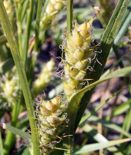 Pflanzenbild gross Behaarte Segge - Carex hirta