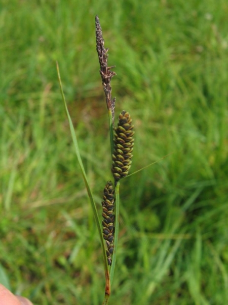 Pflanzenbild gross Braune Segge - Carex nigra