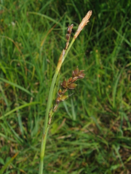 Pflanzenbild gross Hirsen-Segge - Carex panicea