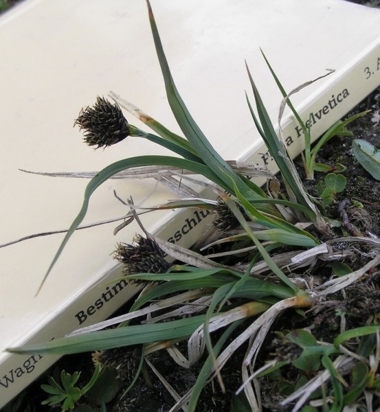 Pflanzenbild gross Kleine Trauer-Segge - Carex parviflora