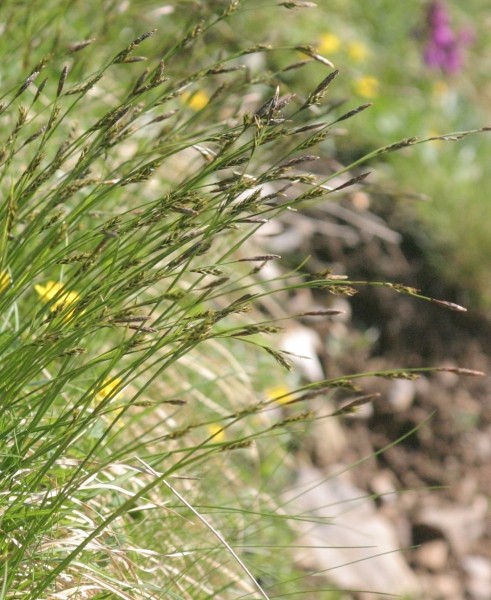 Pflanzenbild gross Immergrüne Segge - Carex sempervirens