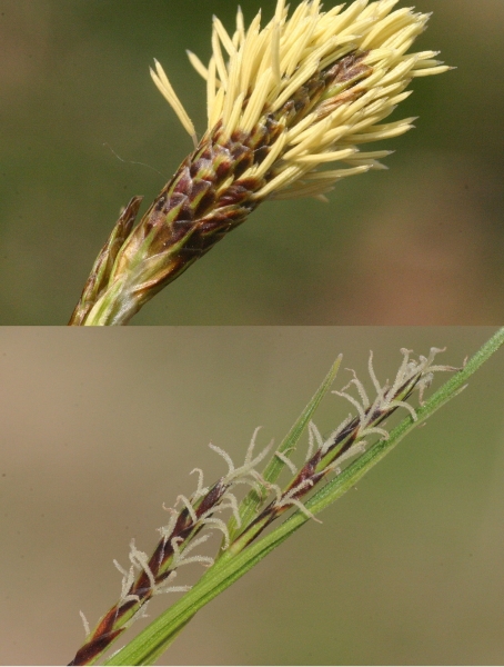 Pflanzenbild gross Immergrüne Segge - Carex sempervirens