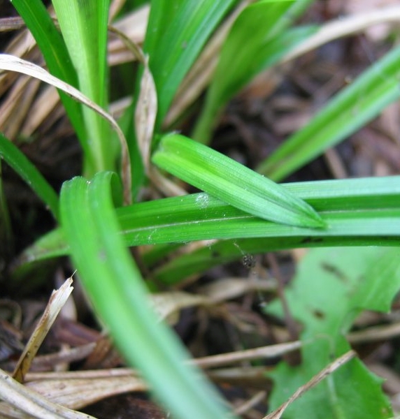 Pflanzenbild gross Wald-Segge - Carex sylvatica