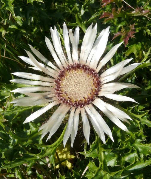 Pflanzenbild gross Silberdistel - Carlina acaulis