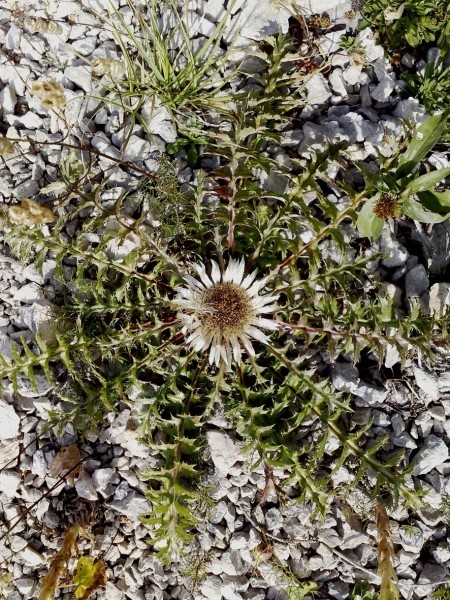 Pflanzenbild gross Silberdistel - Carlina acaulis