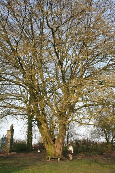 Pflanzenbild gross Hagebuche - Carpinus betulus