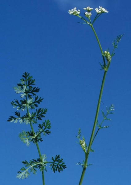 Pflanzenbild gross Kümmel - Carum carvi