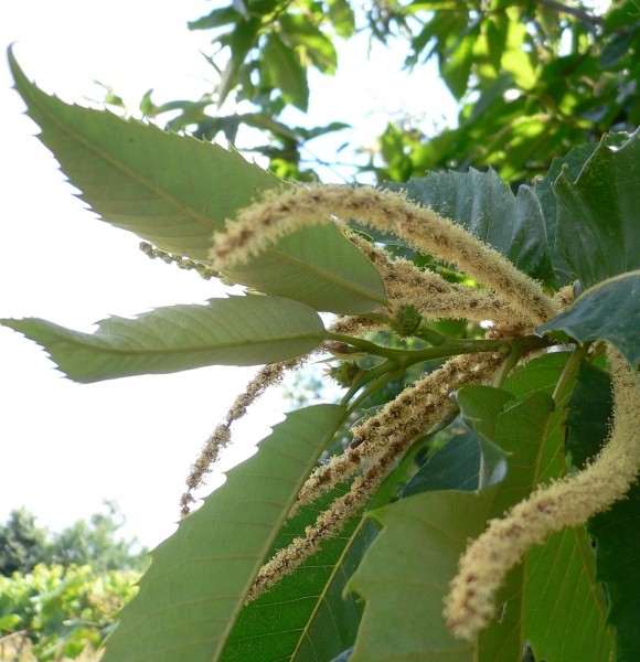 Pflanzenbild gross Edel-Kastanie - Castanea sativa