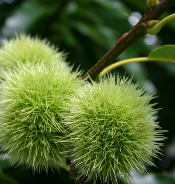 Pflanzenbild gross Edel-Kastanie - Castanea sativa