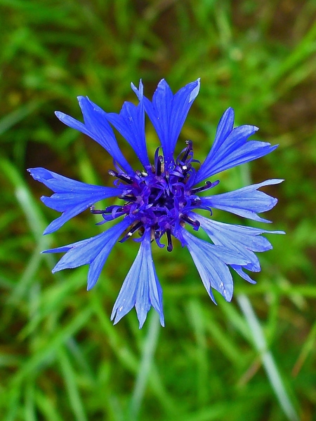 Pflanzenbild gross Kornblume - Centaurea cyanus