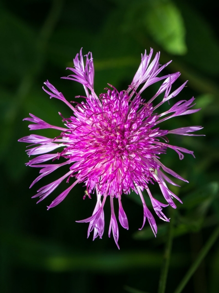 Pflanzenbild gross Wiesen-Flockenblume - Centaurea jacea