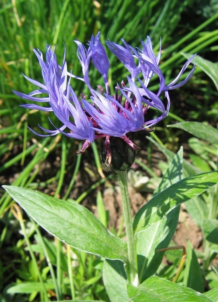 Pflanzenbild gross Berg-Flockenblume - Centaurea montana