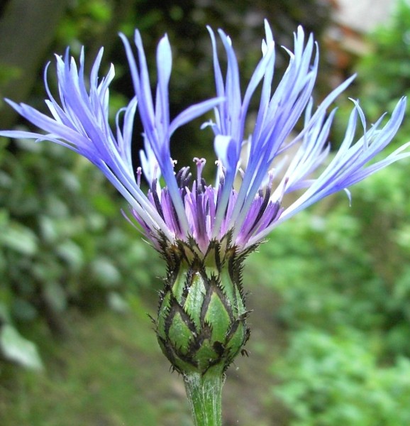 Pflanzenbild gross Berg-Flockenblume - Centaurea montana