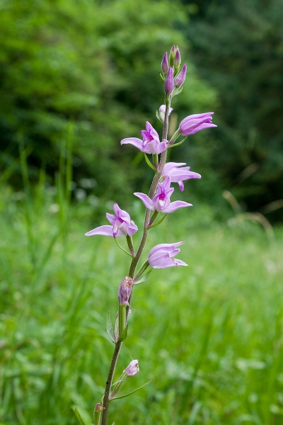 Pflanzenbild gross Rotes Waldvögelein - Cephalanthera rubra