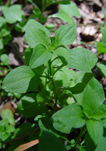 Pflanzenbild gross Dreinervige Nabelmiere - Moehringia trinervia
