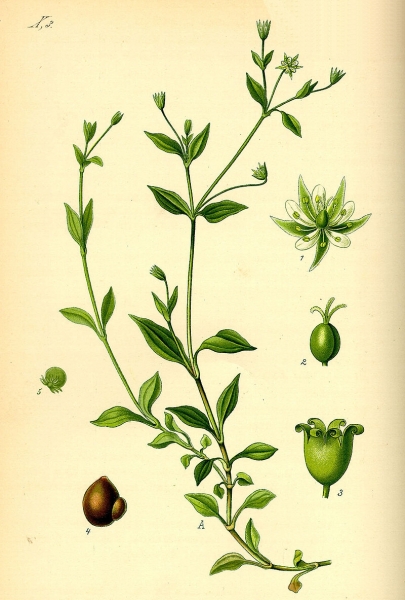 Pflanzenbild gross Dreinervige Nabelmiere - Moehringia trinervia