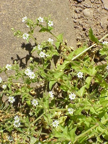 Pflanzenbild gross Wassermiere - Myosoton aquaticum