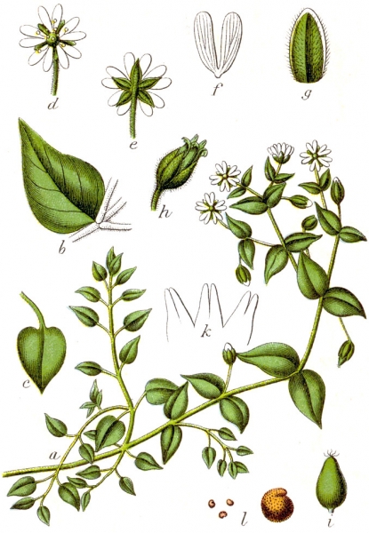 Pflanzenbild gross Wassermiere - Myosoton aquaticum