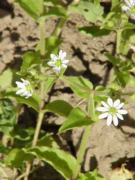 Pflanzenbild gross Wassermiere - Myosoton aquaticum