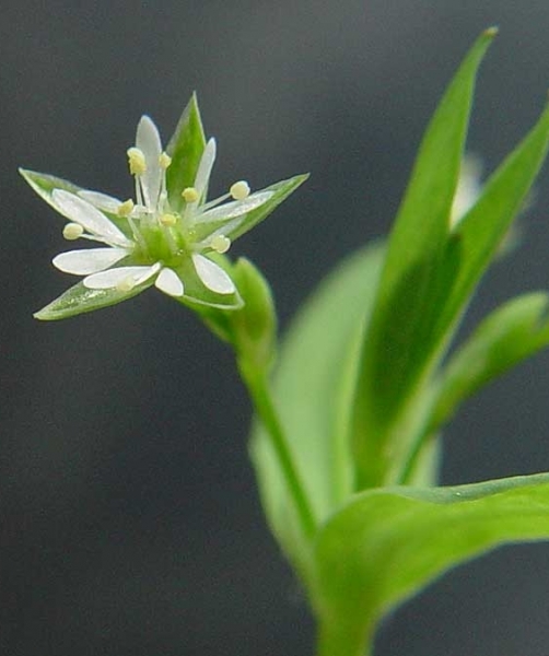 Pflanzenbild gross Moor-Sternmiere - Stellaria alsine