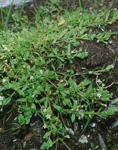 Pflanzenbild gross Moor-Sternmiere - Stellaria alsine