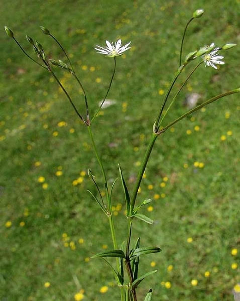 Pflanzenbild gross Gras-Sternmiere - Stellaria graminea