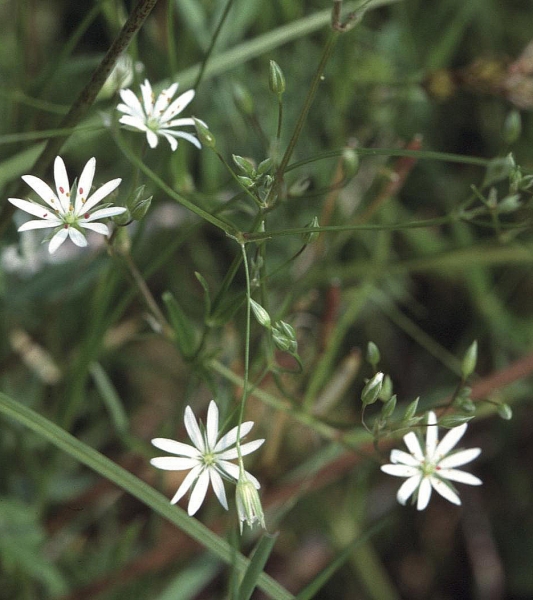 Pflanzenbild gross Gras-Sternmiere - Stellaria graminea
