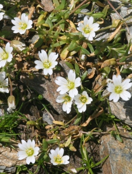 Pflanzenbild gross Dreigriffliges Hornkraut - Cerastium cerastoides