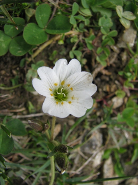 Pflanzenbild gross Dreigriffliges Hornkraut - Cerastium cerastoides