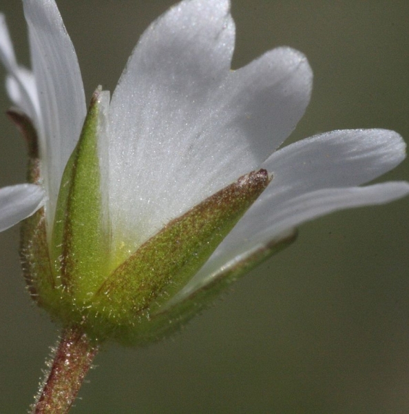 Pflanzenbild gross Dreigriffliges Hornkraut - Cerastium cerastoides