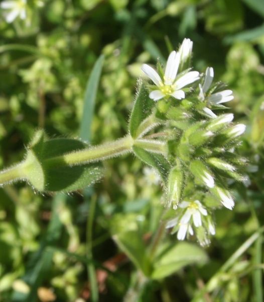 Pflanzenbild gross Knäuel-Hornkraut - Cerastium glomeratum