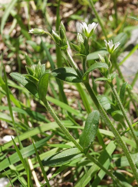 Pflanzenbild gross Knäuel-Hornkraut - Cerastium glomeratum