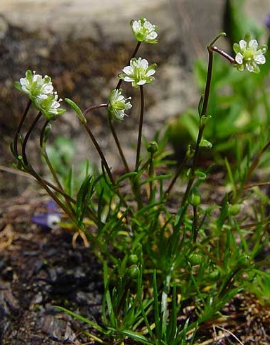 Pflanzenbild gross Alpen-Mastkraut - Sagina saginoides
