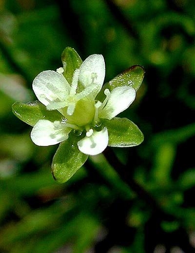 Pflanzenbild gross Alpen-Mastkraut - Sagina saginoides