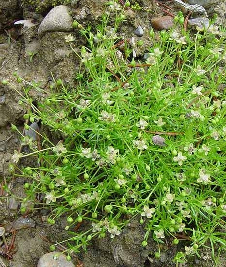 Pflanzenbild gross Niederliegendes Mastkraut - Sagina procumbens