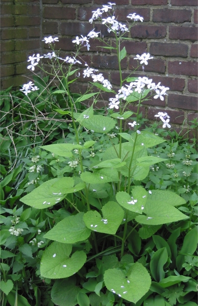 Pflanzenbild gross Wilde Mondviole - Lunaria rediviva
