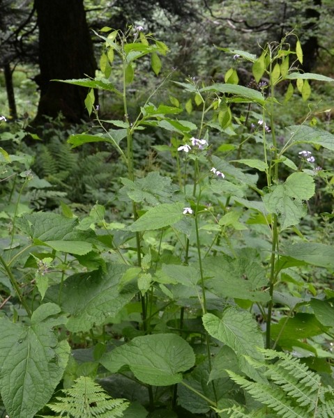Pflanzenbild gross Wilde Mondviole - Lunaria rediviva
