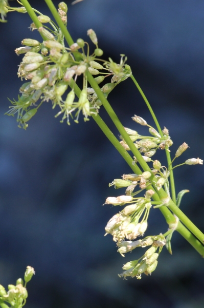 Pflanzenbild gross Öhrchen-Leimkraut - Silene otites