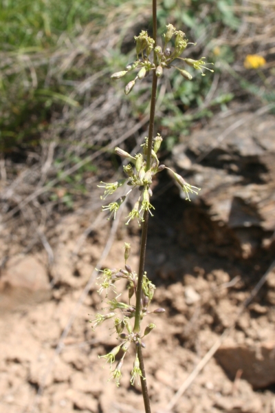 Pflanzenbild gross Öhrchen-Leimkraut - Silene otites