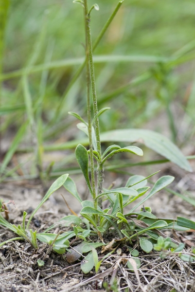 Pflanzenbild gross Öhrchen-Leimkraut - Silene otites