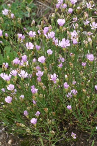 Pflanzenbild gross Steinbrech-Felsennelke - Petrorhagia saxifraga