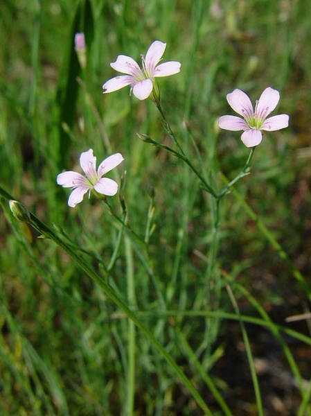 Pflanzenbild gross Steinbrech-Felsennelke - Petrorhagia saxifraga