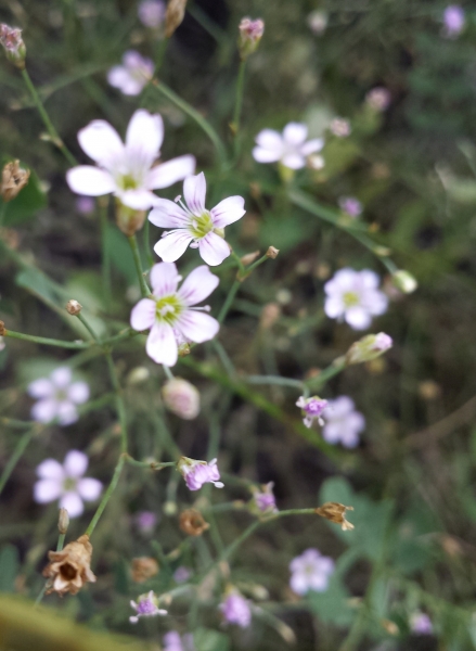 Pflanzenbild gross Steinbrech-Felsennelke - Petrorhagia saxifraga